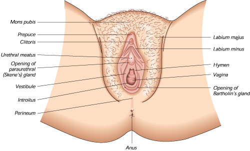 A basic labiaplasty reference diagram